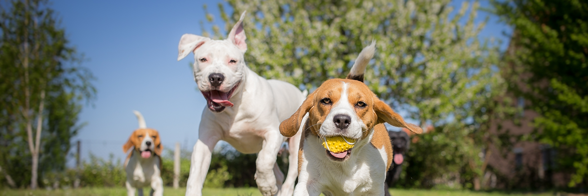 レンタルペット