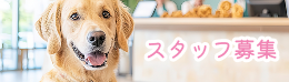 スタッフ募集